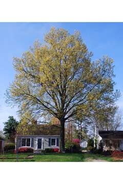 Image of Pin Oak