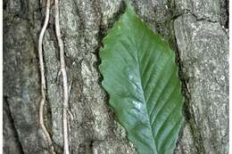 Image of Chestnut Oak