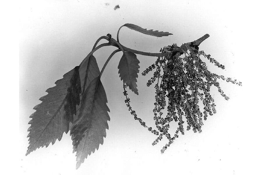 Image of Chestnut Oak