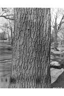 Image of Chestnut Oak