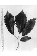 Image of Chestnut Oak