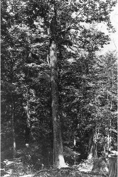 Image of Chestnut Oak