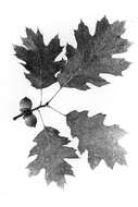 Image of Northern Red Oak