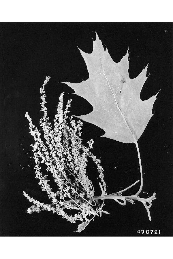 Image of Northern Red Oak