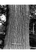 Image of Northern Red Oak