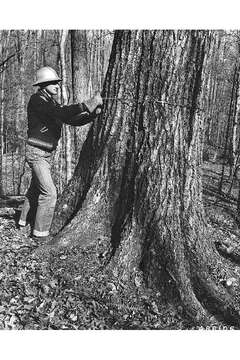 Image of Northern Red Oak