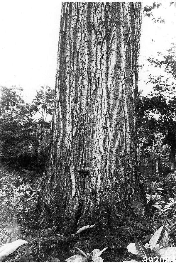 Image of Northern Red Oak