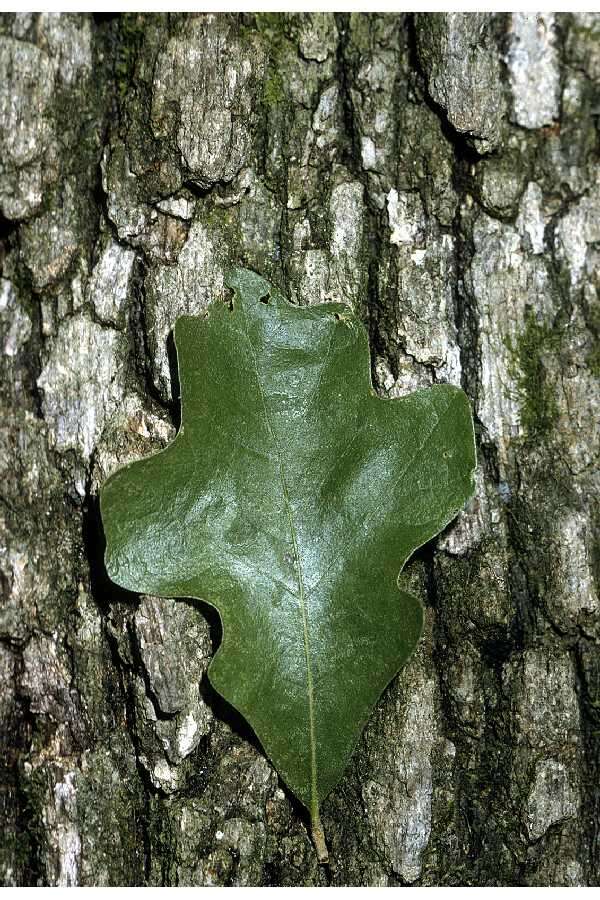 Sivun Quercus stellata Wangenh. kuva