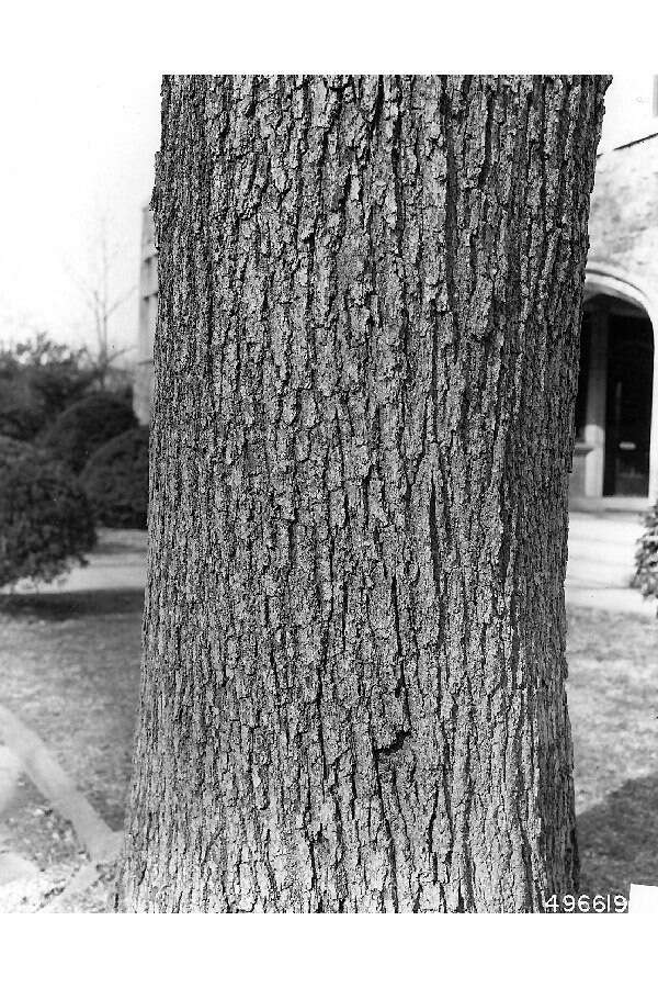 Quercus velutina Lam. resmi