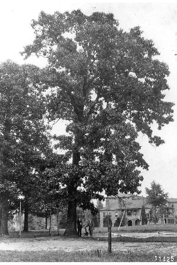 Quercus velutina Lam. resmi