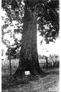 Quercus velutina Lam. resmi