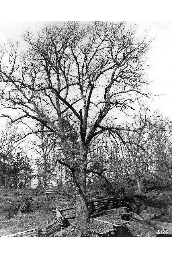 Quercus velutina Lam. resmi