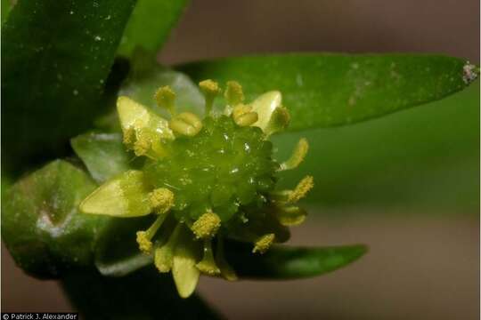 Imagem de Ranunculus abortivus L.