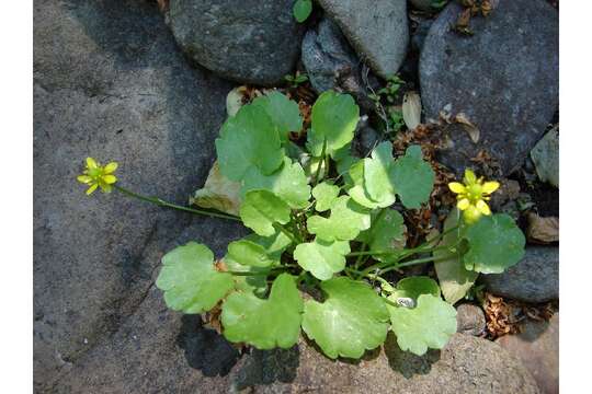 Image of littleleaf buttercup