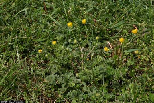 Plancia ëd Ranunculus acris L.