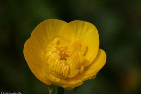 Image of common buttercup