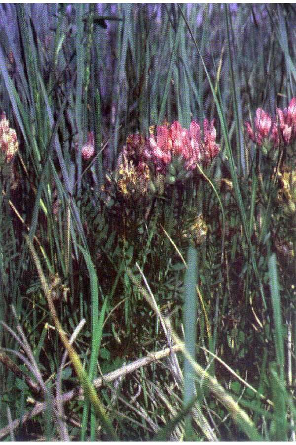 Image of purple milkvetch