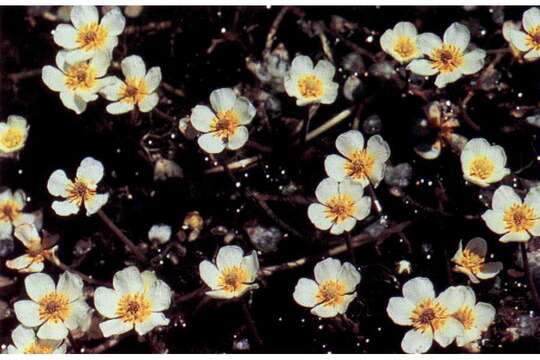 Image of Common Water-crowfoot