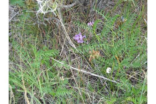 Слика од Astragalus agrestis Douglas ex Hook.