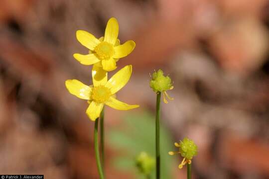 Image of Arizona buttercup