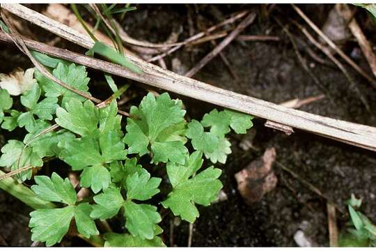 Image of St. Anthony's turnip