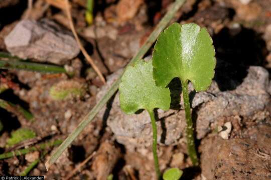 Image of Alkali Buttercup