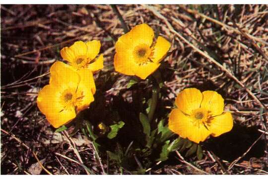 Image of Eschscholtz's buttercup