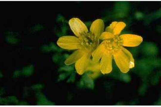 Image of early buttercup