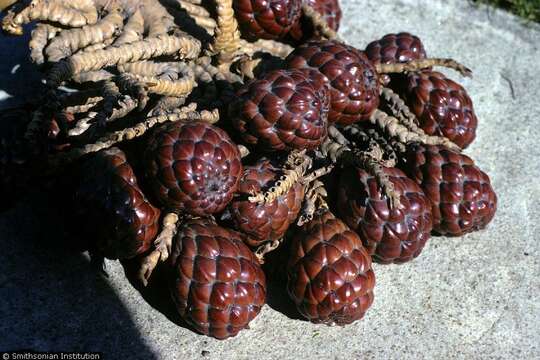 Image of raffia palm