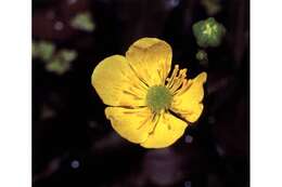 Image of yellow water buttercup