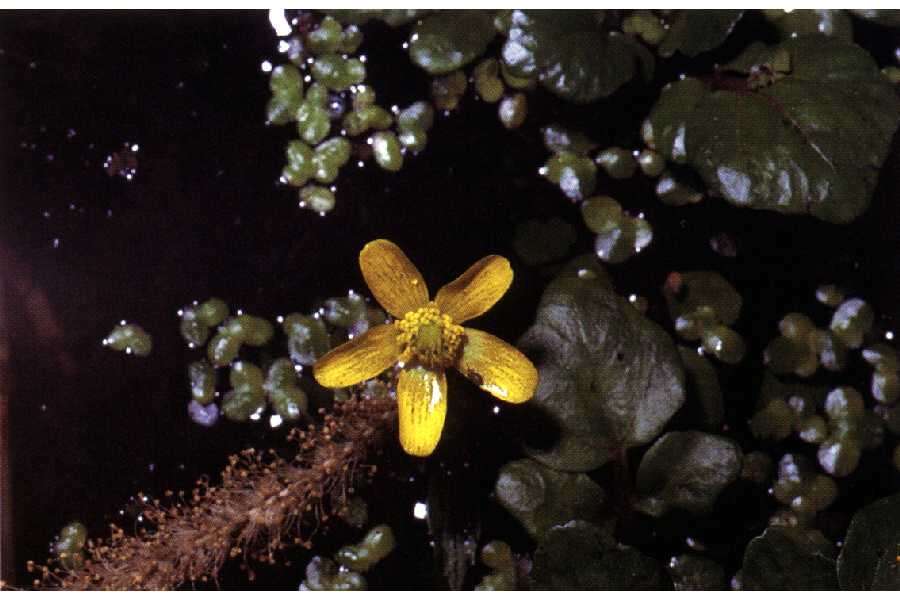 Image of yellow water buttercup