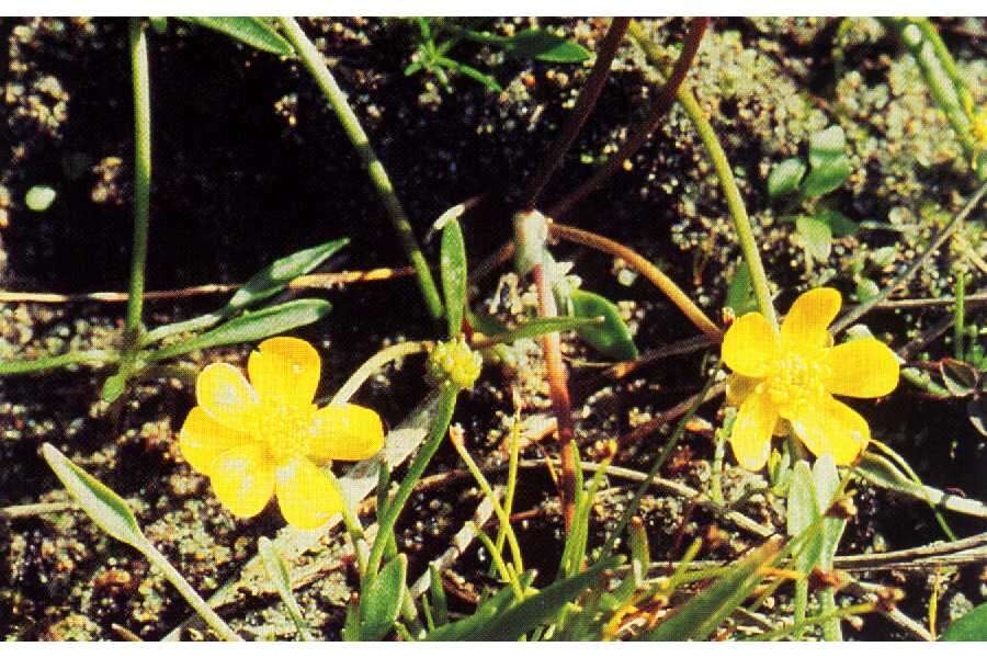 Image of Lesser Spearwort