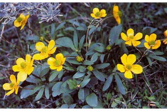 Image of sagebrush buttercup