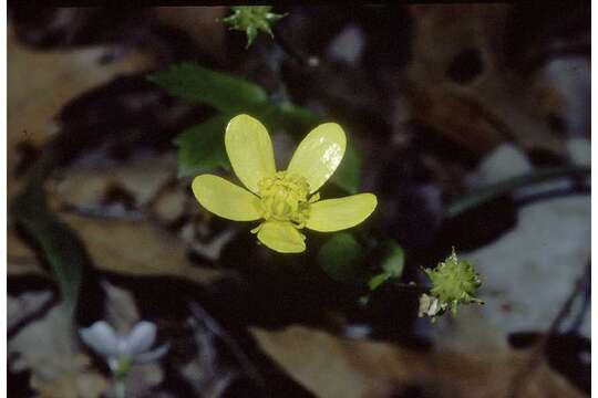 Ranunculus hispidus Michx.的圖片