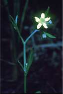 Image of Mississippi Buttercup