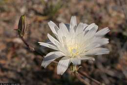 Image of New Mexico plumeseed