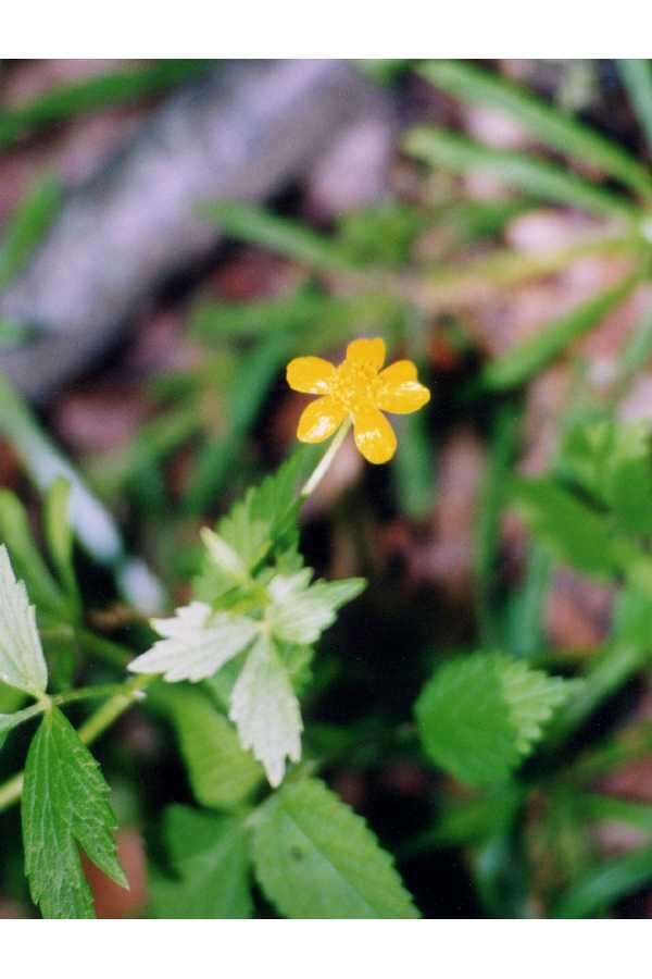 Image of Buttercup