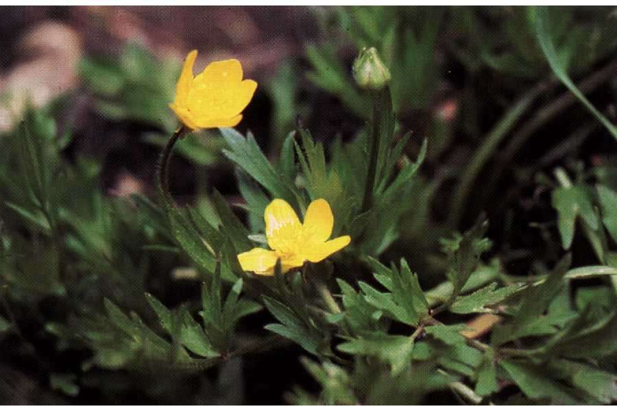 Image of straightbeak buttercup