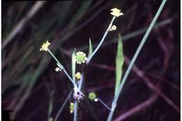 Image of low spearwort