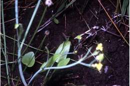 Image of low spearwort