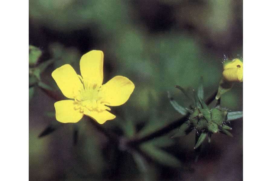 Ranunculus recurvatus Poir.的圖片