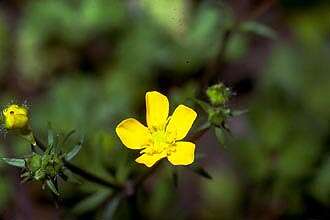 Image of creeping buttercup