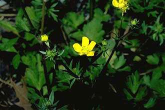 Image of creeping buttercup