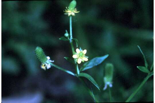 Image of cursed buttercup