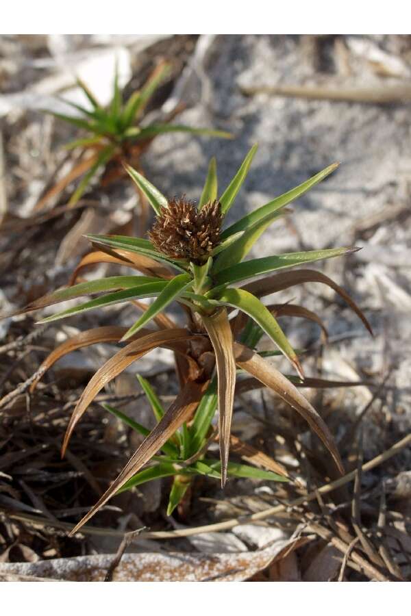 Cyperus pedunculatus (R. Br.) J. Kern的圖片