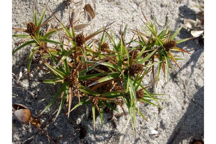 Cyperus pedunculatus (R. Br.) J. Kern的圖片