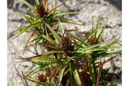 Cyperus pedunculatus (R. Br.) J. Kern的圖片