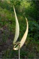 Imagem de Asclepias amplexicaulis Sm.