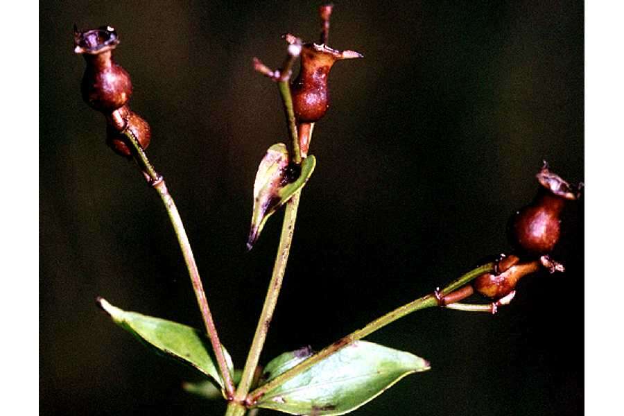 Image of savannah meadowbeauty