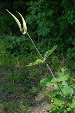 Image of clasping milkweed